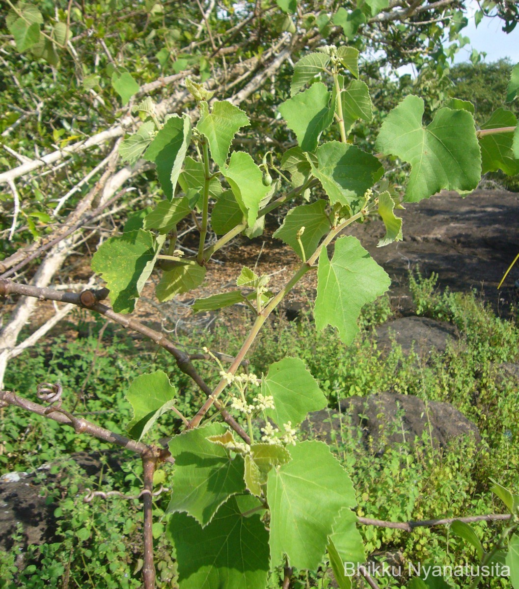 Cissus vitiginea L.
